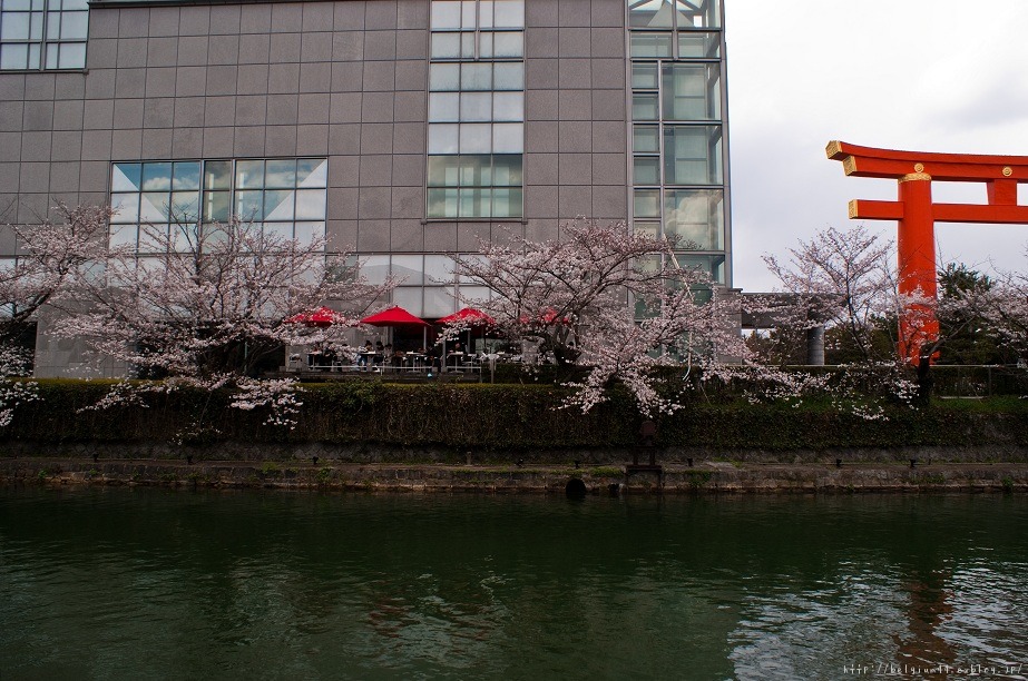 ２０１２桜～岡崎疎水_f0102363_215718.jpg