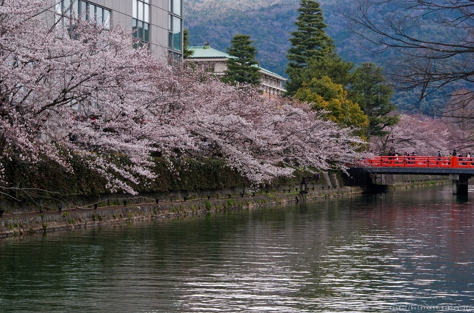 ２０１２桜～岡崎疎水_f0102363_22383.jpg