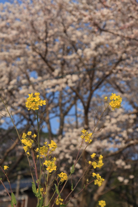 2012　桜前線北上中! (錦帯橋　morning session)_c0213564_332570.jpg