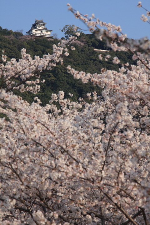 2012　桜前線北上中! (錦帯橋　morning session)_c0213564_3332849.jpg