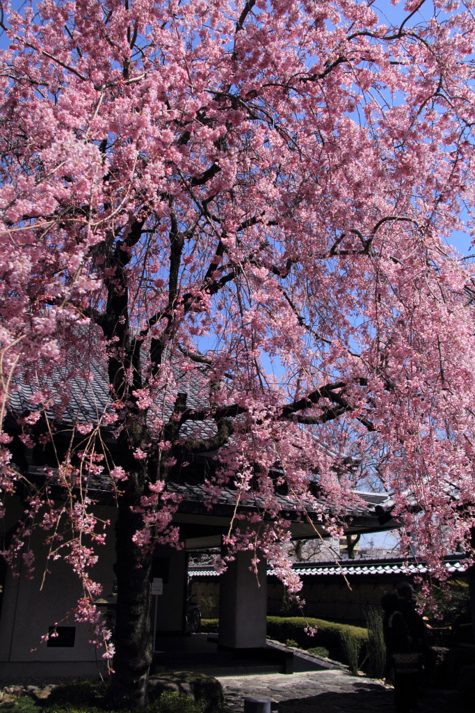 　　郷土館のしだれ桜　その１_f0129465_532967.jpg