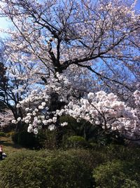 【 ナビット神保町ブログ 】 4/12（木） 桜きれい_d0052566_2321641.jpg