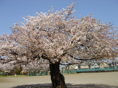 寒川の桜　満開です。_d0239667_1719274.jpg