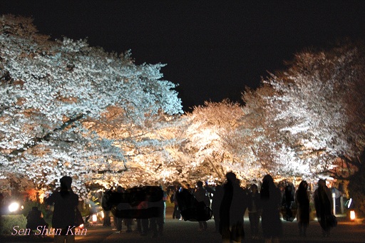 京都府立植物園　桜ライトアップ　２０１２年_a0164068_2236272.jpg