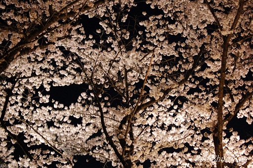 京都府立植物園　桜ライトアップ　２０１２年_a0164068_22365120.jpg