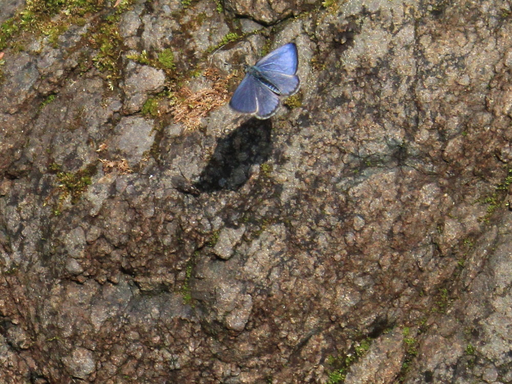 スギタニルリシジミ　　いつもの小川で。　　2012.4.10神奈川県②・埼玉県_a0146869_794178.jpg