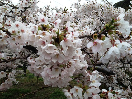 雨にもまけず。。。桜満開!_f0009169_1032259.jpg