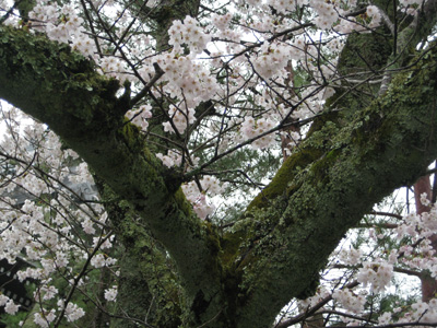 雨の桜☆京都にて_c0117570_13435496.jpg