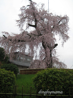 雨の桜☆京都にて_c0117570_13511425.jpg