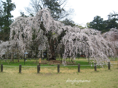 雨の桜☆京都にて_c0117570_1412682.jpg