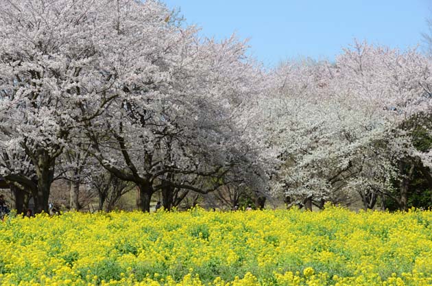 桜と菜の花_e0171573_23232684.jpg