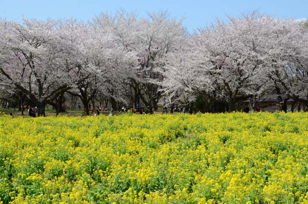 桜と菜の花_e0171573_23233285.jpg