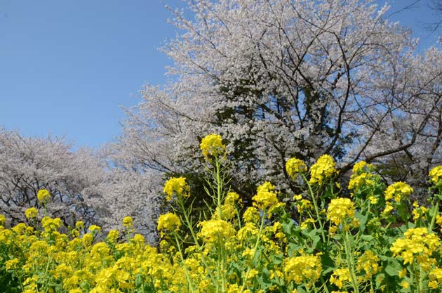 桜と菜の花_e0171573_23234976.jpg