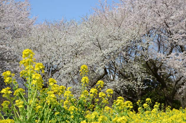 桜と菜の花_e0171573_23235959.jpg