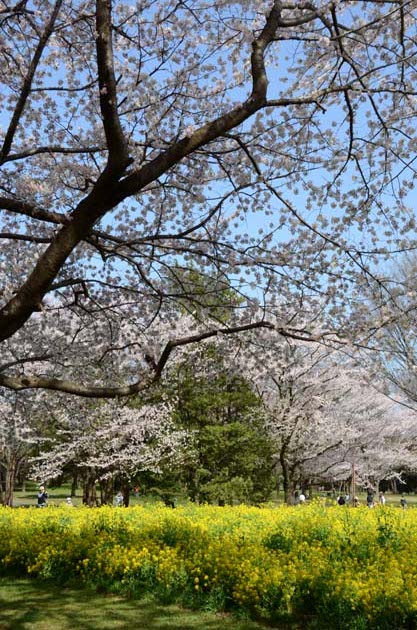 桜と菜の花_e0171573_23241434.jpg