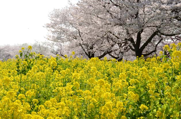 桜と菜の花_e0171573_23243197.jpg