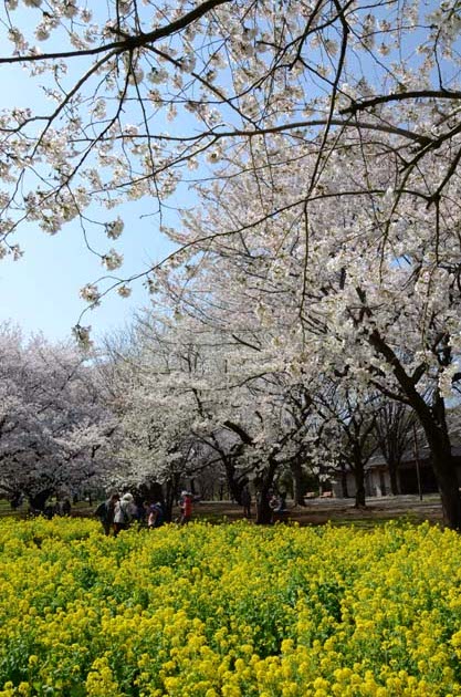 桜と菜の花_e0171573_2324428.jpg