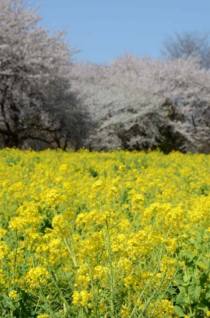 桜と菜の花_e0171573_23254327.jpg