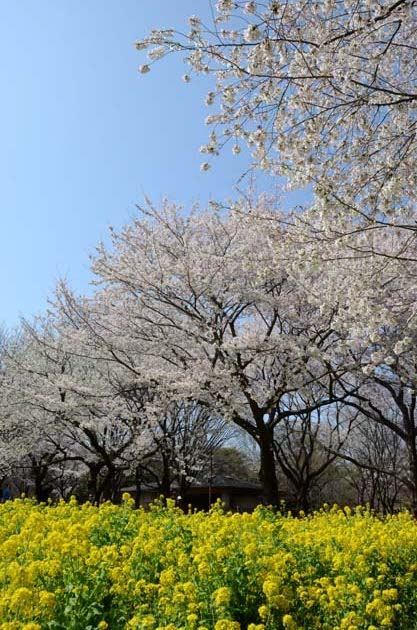 桜と菜の花_e0171573_23254817.jpg