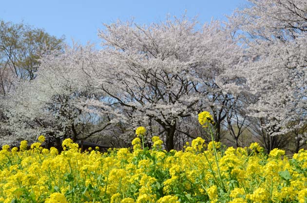 桜と菜の花_e0171573_23255323.jpg