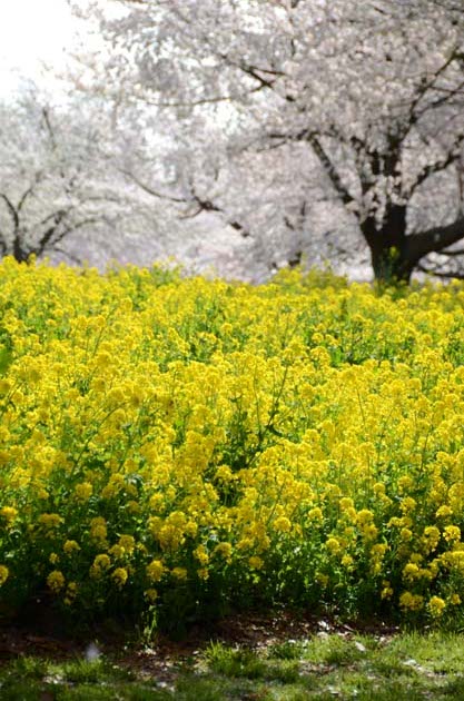 桜と菜の花_e0171573_2325570.jpg