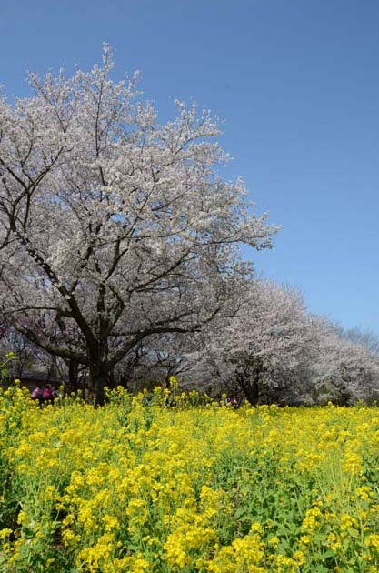 桜と菜の花_e0171573_23255829.jpg