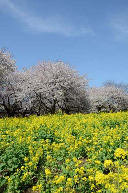 桜と菜の花_e0171573_2326216.jpg