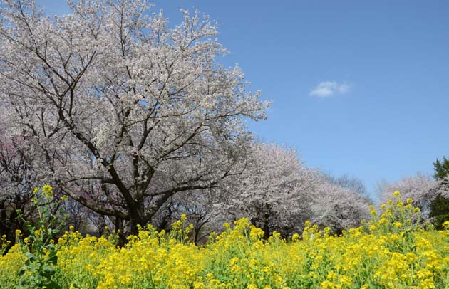 桜と菜の花_e0171573_2326713.jpg