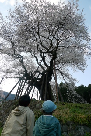 南部町、本郷の千年桜・２０１２_f0177373_1975945.jpg