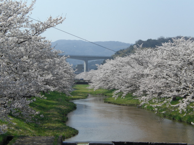 弥生の空で見渡す限り・・・・・お花見パート２_f0153475_18191260.jpg