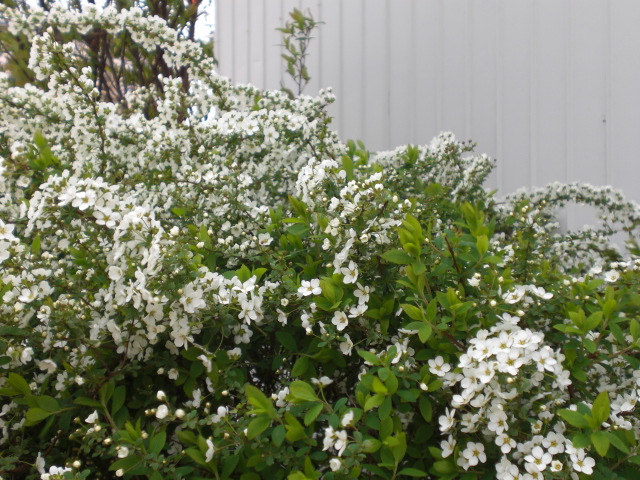 弥生の空で見渡す限り・・・・・お花見パート２_f0153475_182856100.jpg