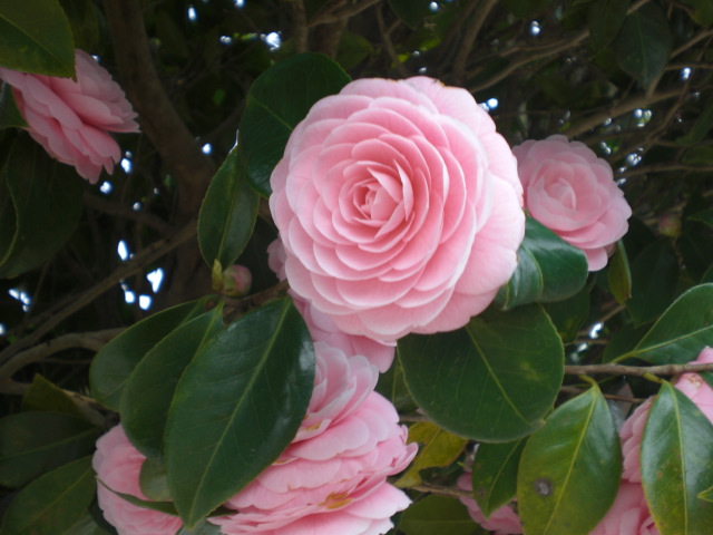 弥生の空で見渡す限り・・・・・お花見パート２_f0153475_18314674.jpg