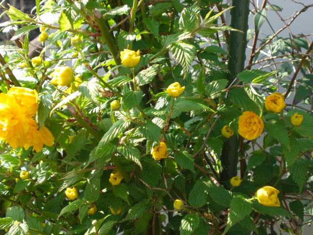 弥生の空で見渡す限り・・・・・お花見パート２_f0153475_1835257.jpg