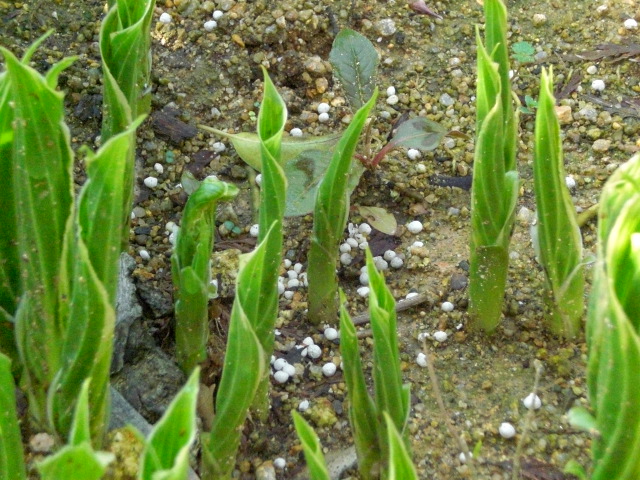 f0153475_18365443.jpg