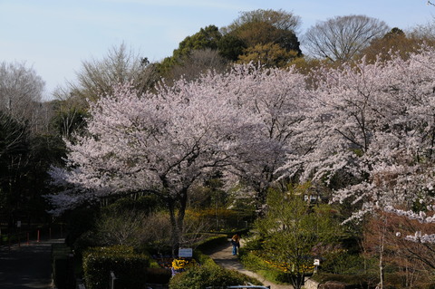 ４月１２日　厚木基地_f0097981_1946255.jpg