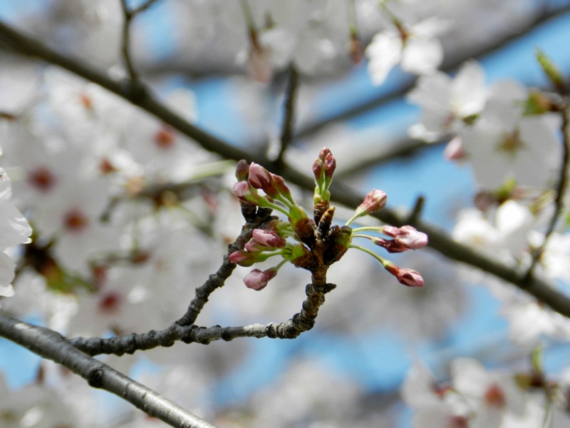 マイ桜満開！_c0212783_21483093.jpg