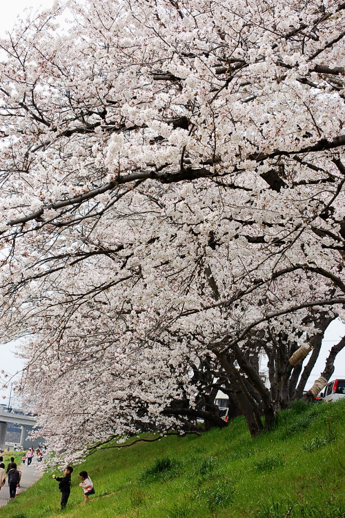 またまた桜×3か所で楽しめた平日プチツー_d0179983_211242.jpg