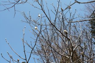 2012年4月12日 とうがたっていた。。。_b0098584_17362097.jpg