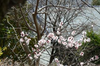 2012年4月12日 とうがたっていた。。。_b0098584_17363287.jpg