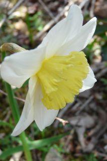 2012年4月12日 とうがたっていた。。。_b0098584_1736818.jpg