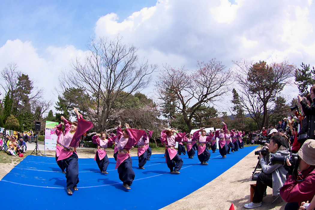 第8回京都さくらよさこい：その2_c0187584_166494.jpg