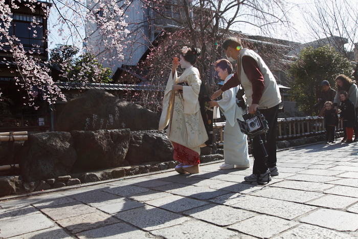 #桜２０１２　京色　舞妓さくら_c0059485_20104995.jpg