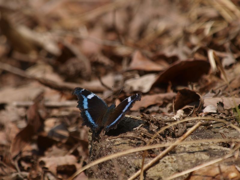 成体越冬のタテハチョウ_b0108186_21481550.jpg