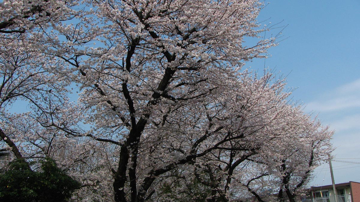 桜が咲いたようですね。_c0073288_746044.jpg