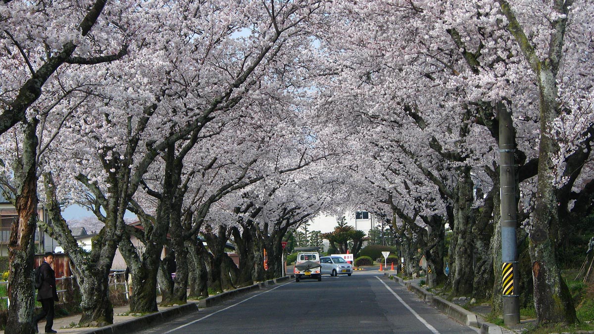 桜が咲いたようですね。_c0073288_7464158.jpg