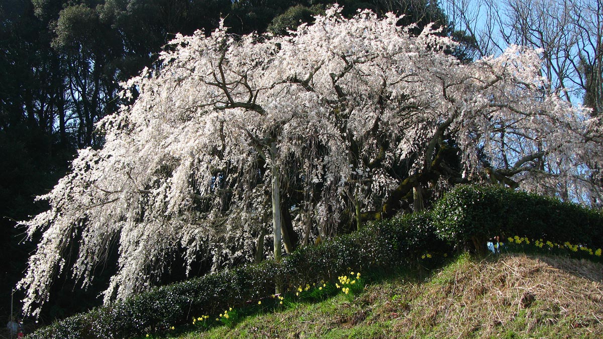 桜が咲いたようですね。_c0073288_7473692.jpg