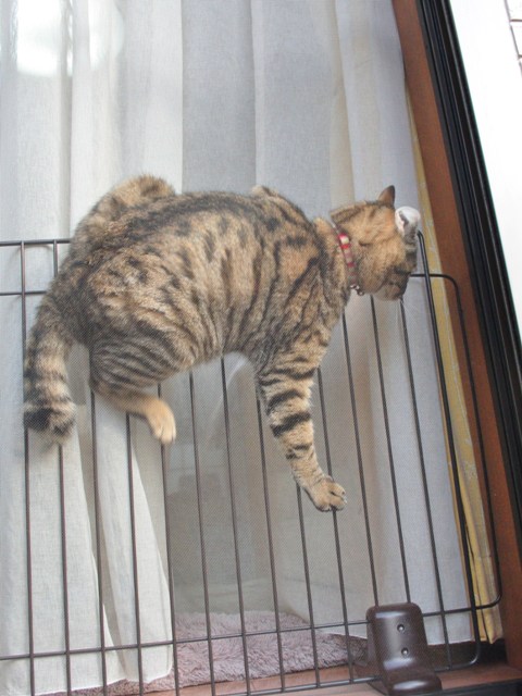 雨上がり_a0126590_657967.jpg