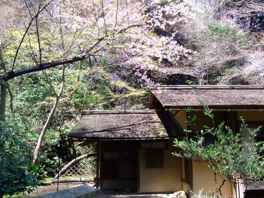 桜舞う古都鎌倉と横浜三渓園2大桜巡り_d0153294_10592863.jpg