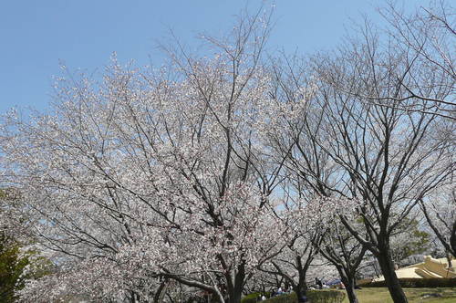 ４月１２日　　　　乙戸沼公園桜満開　気温２１度で快晴_d0249595_1492962.jpg