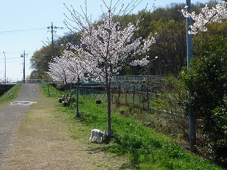 桜の下でクンカクンカ♪_e0076995_19192049.jpg